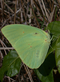 Cloudless Sulphur